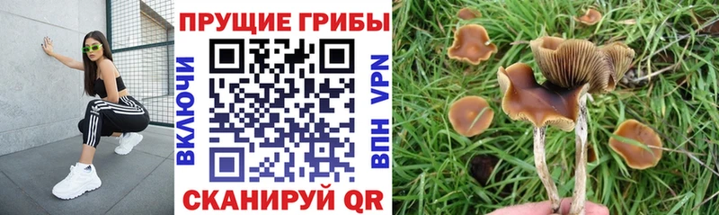shop формула  Малая Вишера  Галлюциногенные грибы мухоморы 